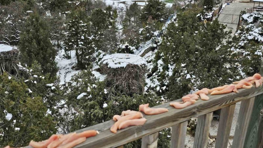 Konya’da Leyleklerin Yuvalarına Besin Takviyesi