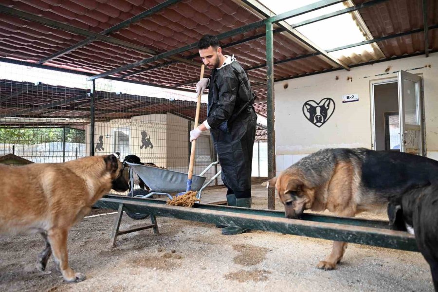 Mersin’de Gönüllüler Patili Dostlarına Destek Oluyor