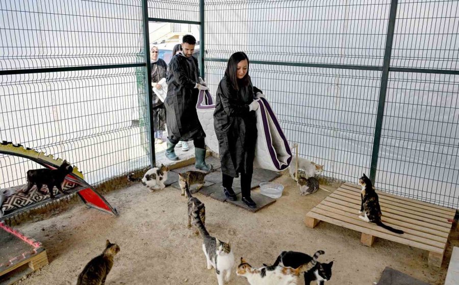 Mersin’de Gönüllüler Patili Dostlarına Destek Oluyor