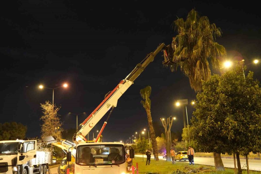 Büyükşehir’den Gece Budama Çalışması