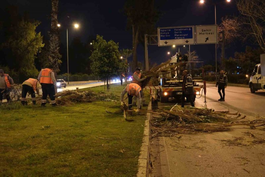 Büyükşehir’den Gece Budama Çalışması
