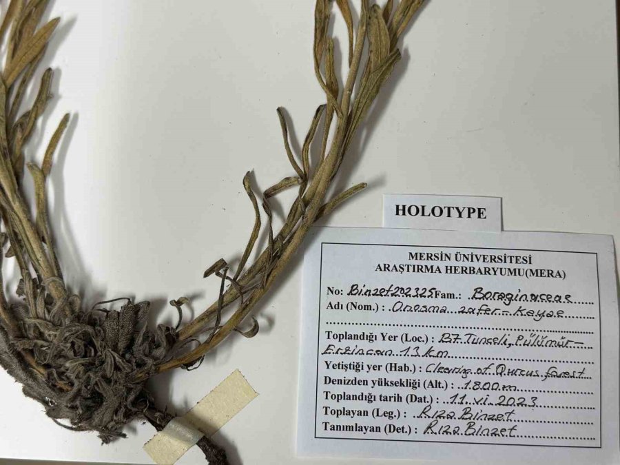 Yeni Bitki Türü Keşfedildi: Bitkiye Hayatını Kaybeden Öğretim Üyesinin Adı Verildi