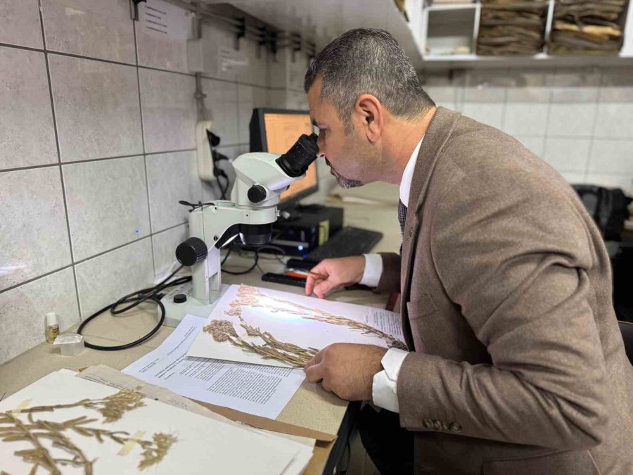 Yeni Bitki Türü Keşfedildi: Bitkiye Hayatını Kaybeden Öğretim Üyesinin Adı Verildi