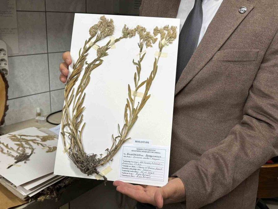 Yeni Bitki Türü Keşfedildi: Bitkiye Hayatını Kaybeden Öğretim Üyesinin Adı Verildi