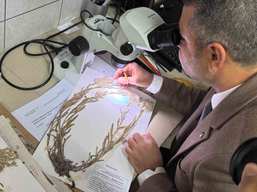 Yeni Bitki Türü Keşfedildi: Bitkiye Hayatını Kaybeden Öğretim Üyesinin Adı Verildi