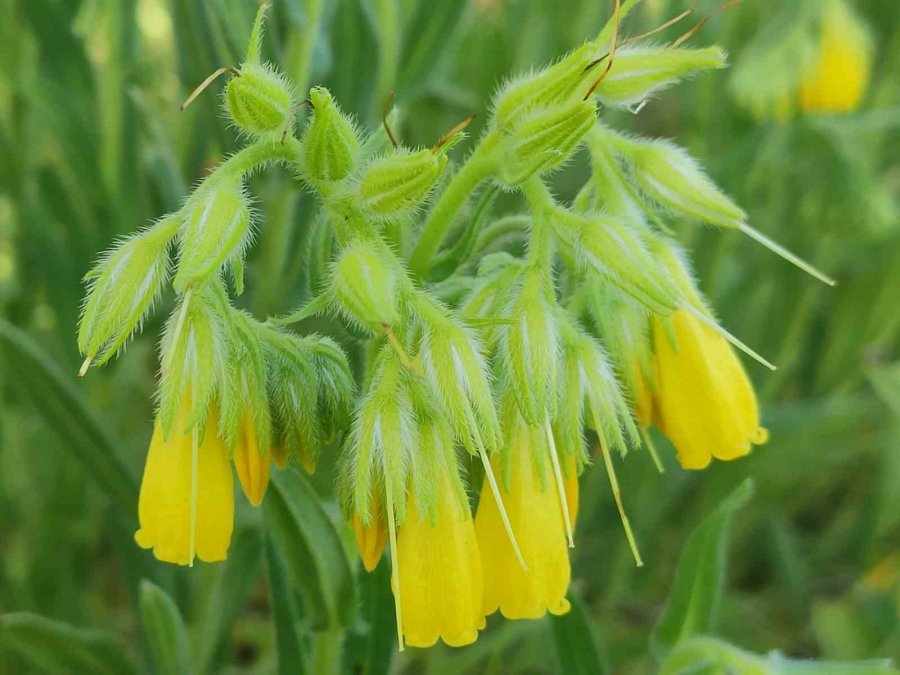 Yeni Bitki Türü Keşfedildi: Bitkiye Hayatını Kaybeden Öğretim Üyesinin Adı Verildi