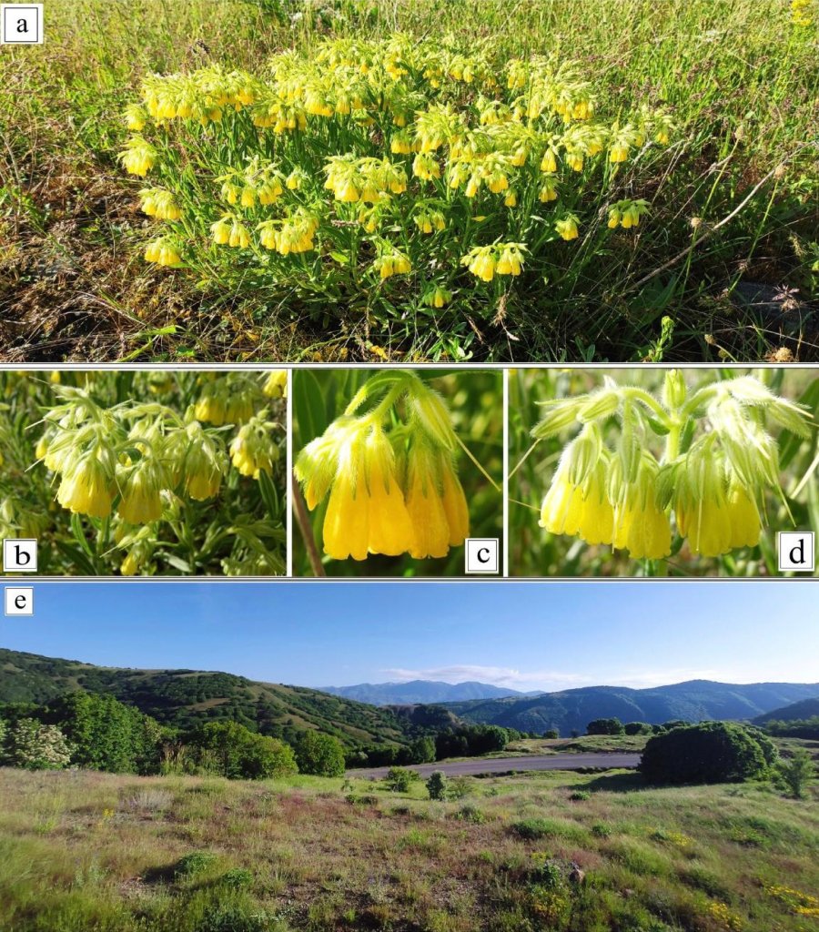 Yeni Bitki Türü Keşfedildi: Bitkiye Hayatını Kaybeden Öğretim Üyesinin Adı Verildi