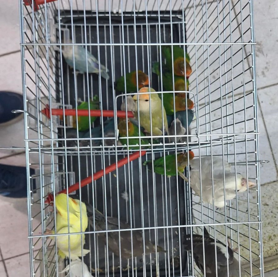 Antalya’da Yasadışı Papağan Ticareti Yapan İşletmeye Rekor Ceza