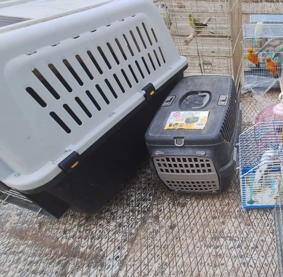 Antalya’da Yasadışı Papağan Ticareti Yapan İşletmeye Rekor Ceza