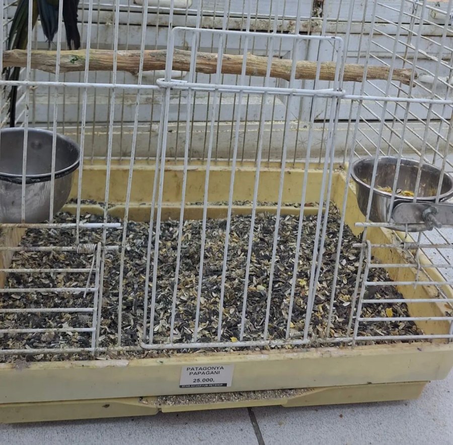 Antalya’da Yasadışı Papağan Ticareti Yapan İşletmeye Rekor Ceza