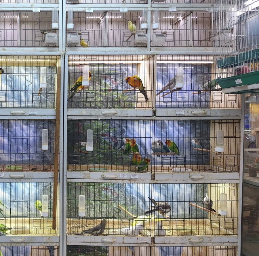 Antalya’da Yasadışı Papağan Ticareti Yapan İşletmeye Rekor Ceza