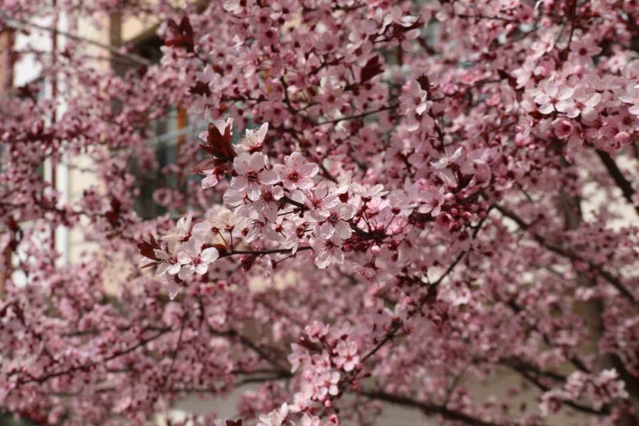 Eskişehir’de Rengarenk Manzaralar Mest Etti