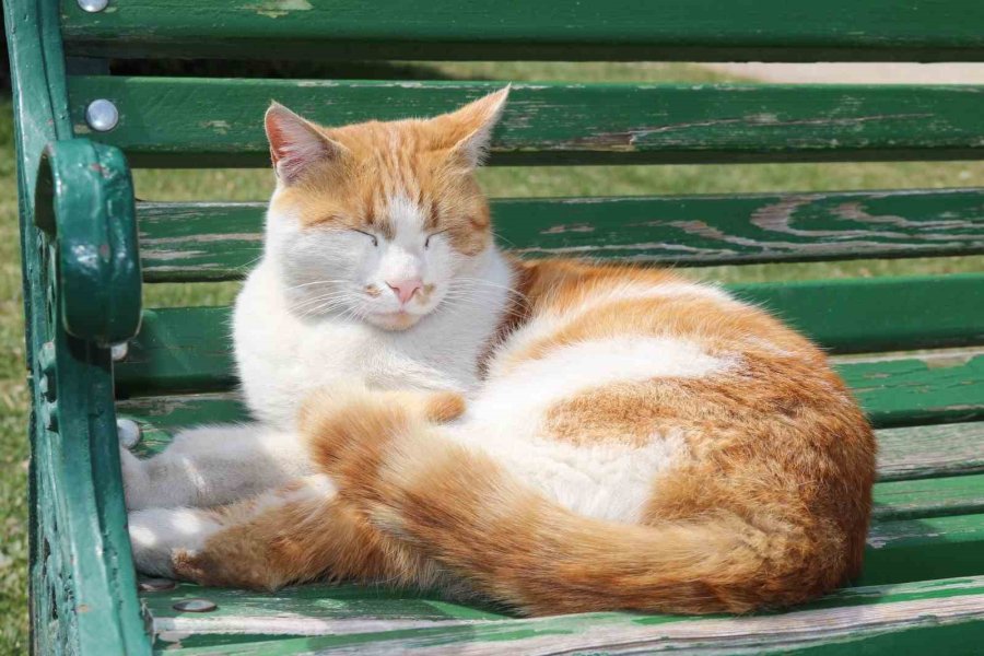 Eskişehirliler Hafta Sonu Kanlıkavak Parkı’na Akın Etti