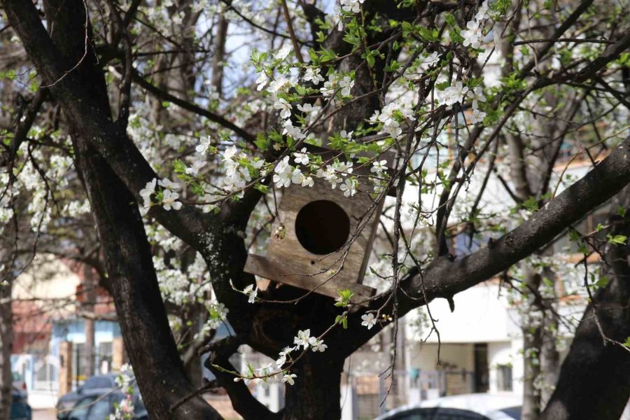Eskişehir’de Rengarenk Manzaralar Mest Etti