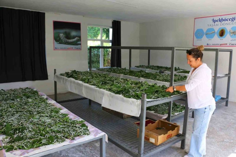 Alanya’da 7 Üreticiye Dut Fidanı Desteği