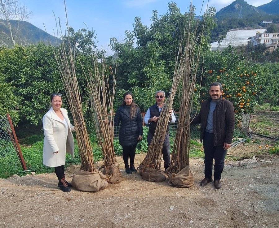 Alanya’da 7 Üreticiye Dut Fidanı Desteği
