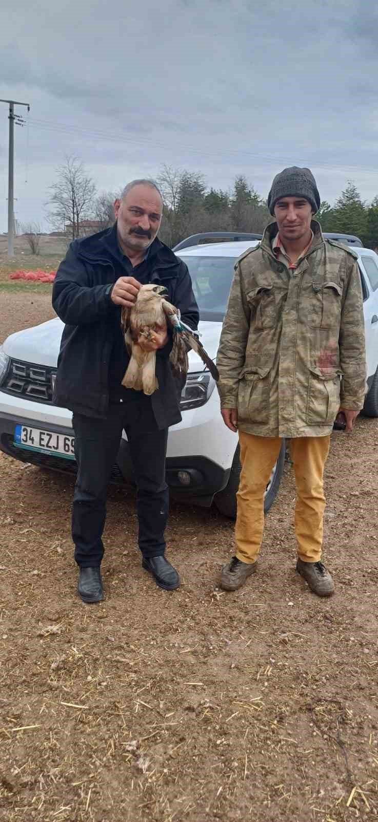 Çobanlar Merada Yaralı Kızıl Şahin Buldu