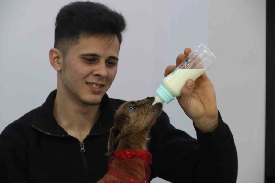 Eve Aldığı Keçi Yavrusuna Bebek Gibi Bakıyor