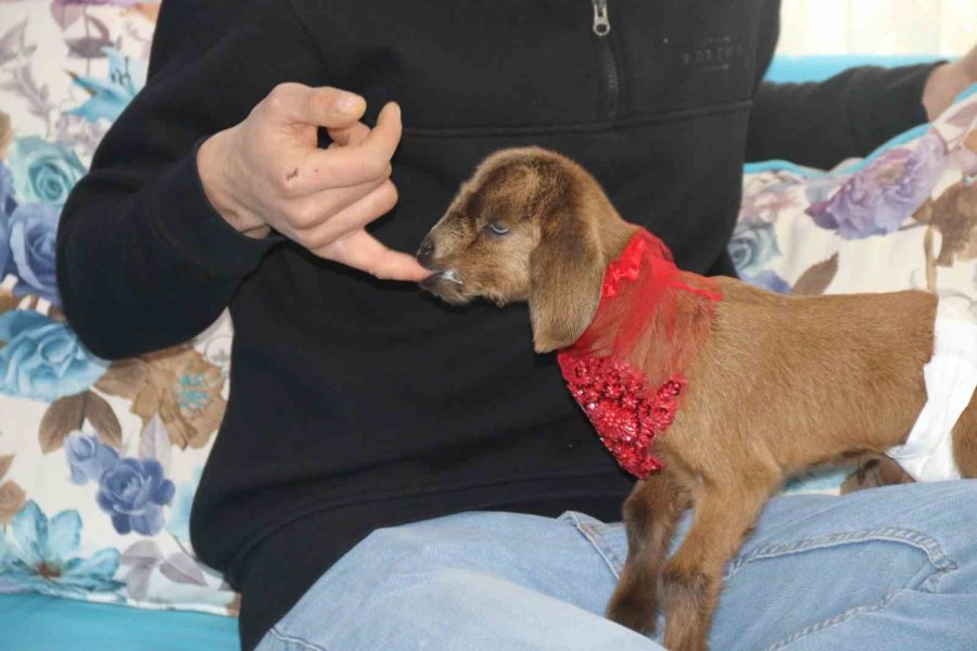 Eve Aldığı Keçi Yavrusuna Bebek Gibi Bakıyor