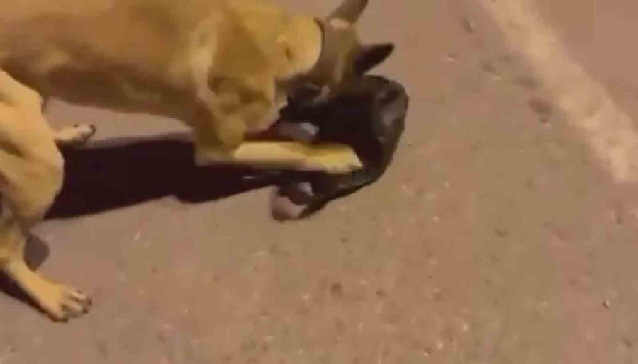 Uyuşturucu Tacirleri Eta’dan Kaçamadı