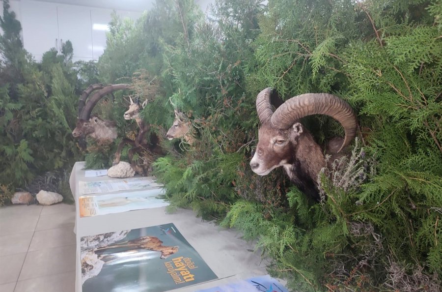 Anamur’da ’orman Ekosistemi’ Temalı Sergi Açıldı