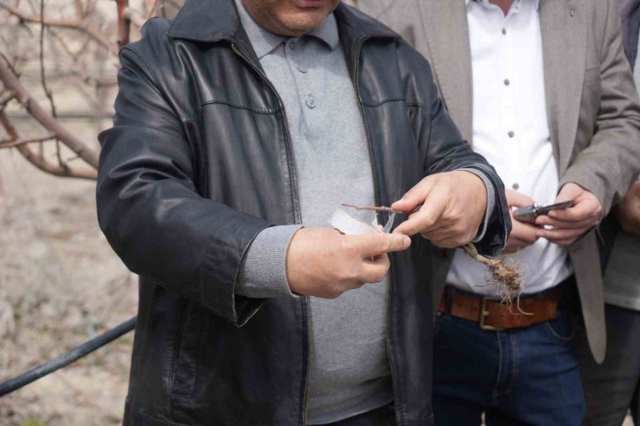 Niğde’de Çiftçilere Meyve Ağaçlarında Aşılama Eğitimi