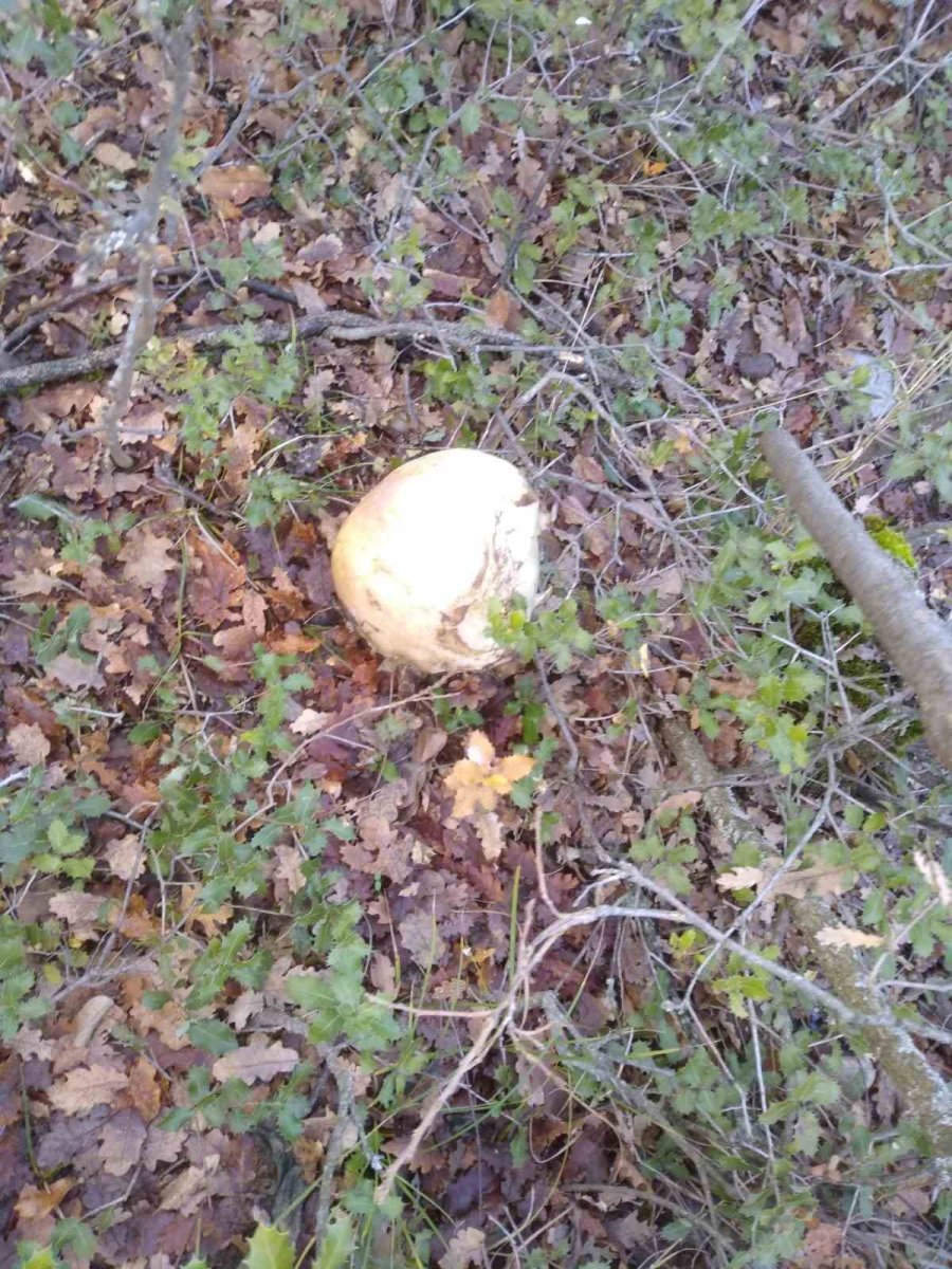 Konya’da Bulunan Kafatasıyla İlgili Çalışmalar Sürüyor