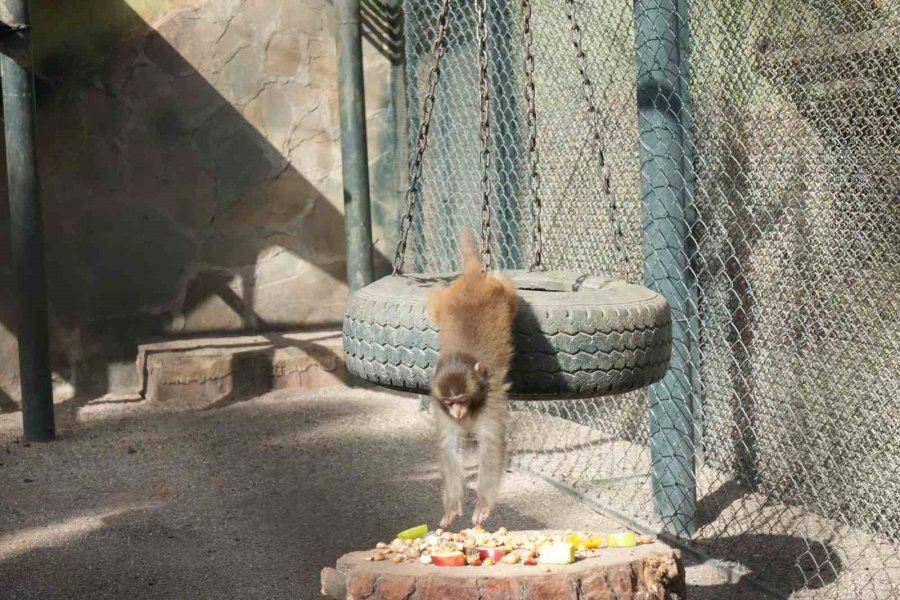 Otogardaki X-ray’den Geçerken Kolide Yakalanan Yavru Maymuna Annelik Sürprizi