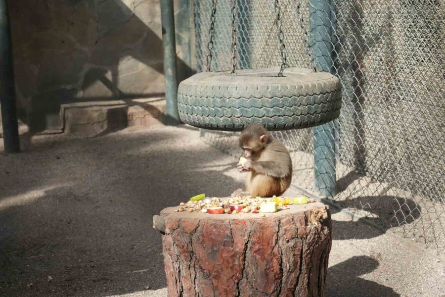 Otogardaki X-ray’den Geçerken Kolide Yakalanan Yavru Maymuna Annelik Sürprizi