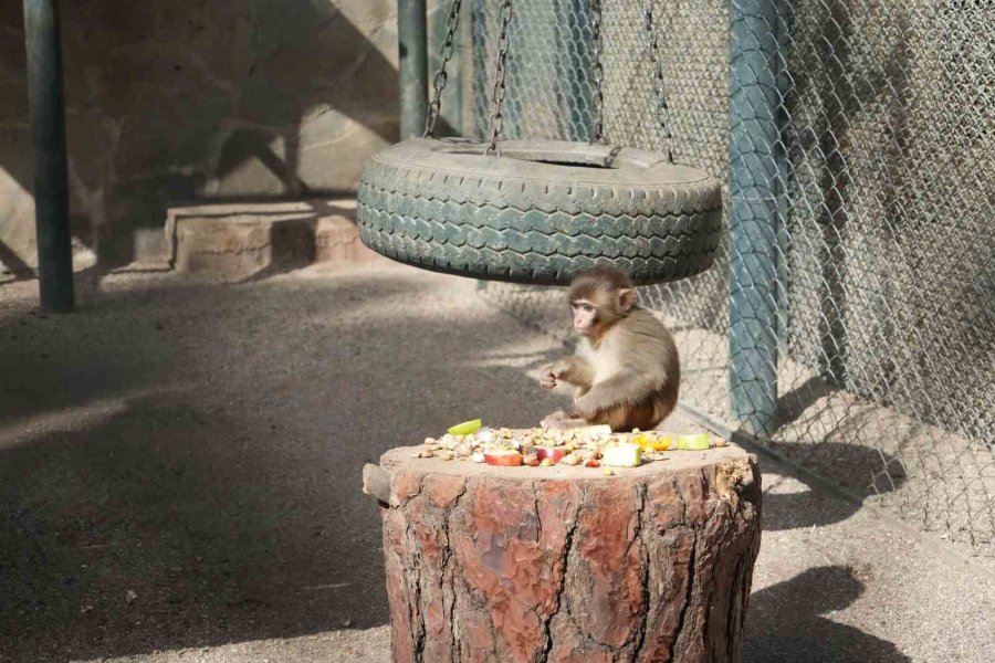 Otogardaki X-ray’den Geçerken Kolide Yakalanan Yavru Maymuna Annelik Sürprizi