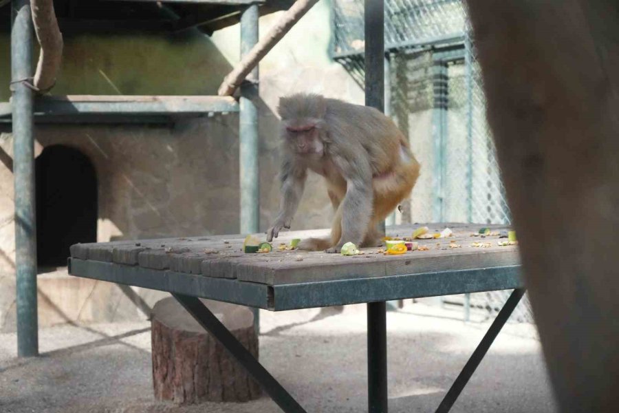 Otogardaki X-ray’den Geçerken Kolide Yakalanan Yavru Maymuna Annelik Sürprizi