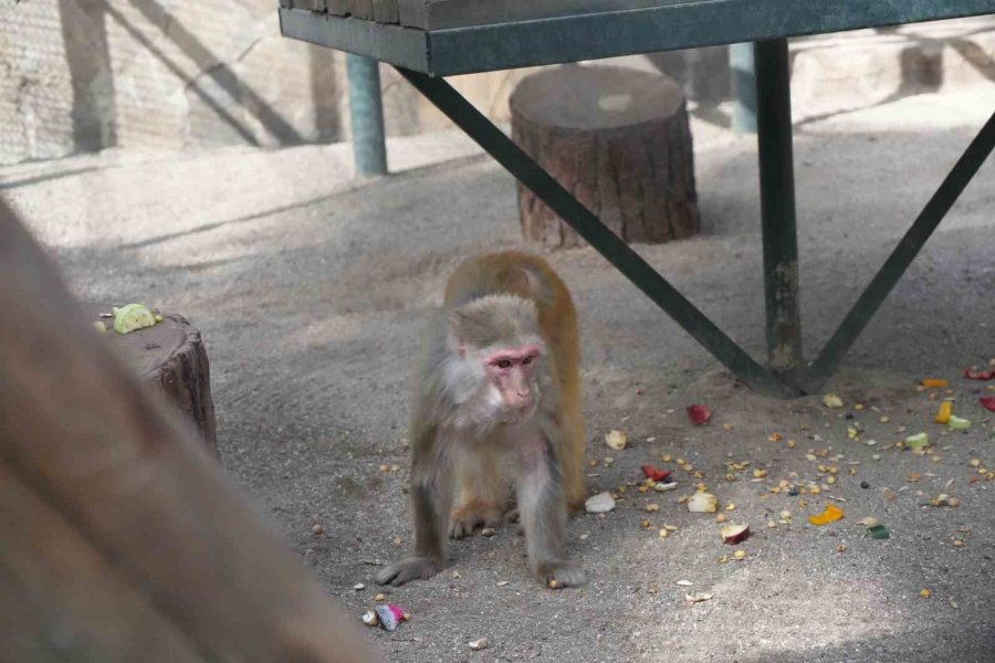 Otogardaki X-ray’den Geçerken Kolide Yakalanan Yavru Maymuna Annelik Sürprizi