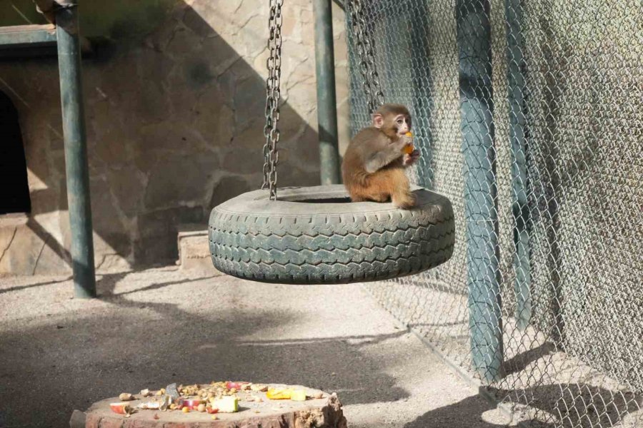 Otogardaki X-ray’den Geçerken Kolide Yakalanan Yavru Maymuna Annelik Sürprizi