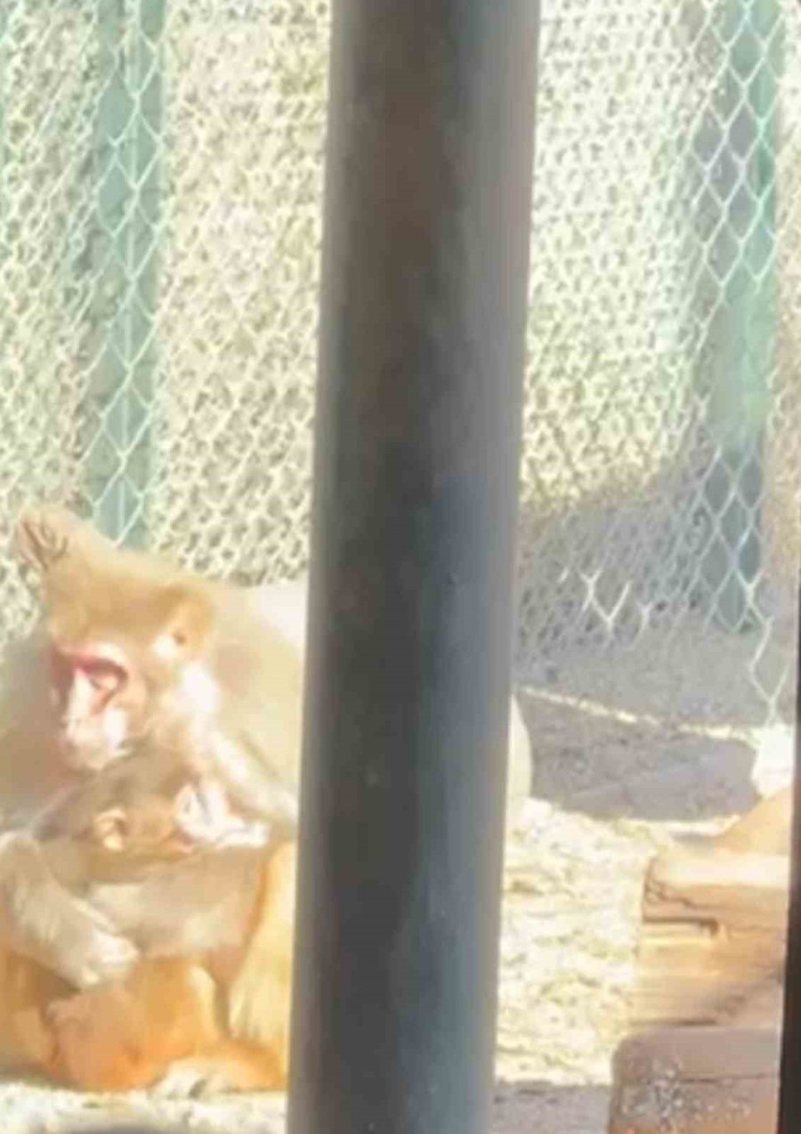 Otogardaki X-ray’den Geçerken Kolide Yakalanan Yavru Maymuna Annelik Sürprizi