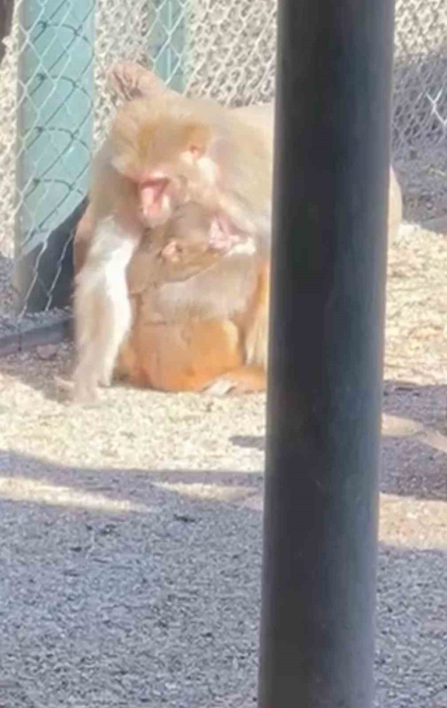 Otogardaki X-ray’den Geçerken Kolide Yakalanan Yavru Maymuna Annelik Sürprizi