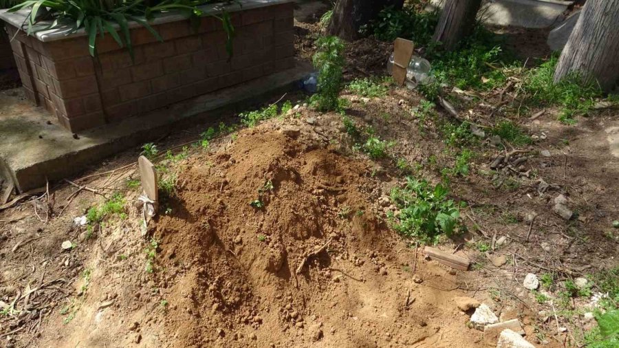 Annesinin Mezarında ’rüzgar Gülü’ Görünce Şüphelendi, Toprağı Kazınca Dehşete Düştü