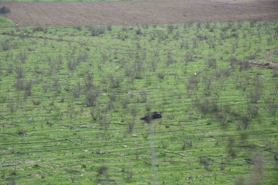 Keçilerini Otlatan Çobana Silahlı Saldırı: 1 Keçi Telef, 1 Keçi Yaralı
