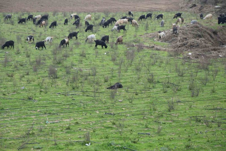 Keçilerini Otlatan Çobana Silahlı Saldırı: 1 Keçi Telef, 1 Keçi Yaralı