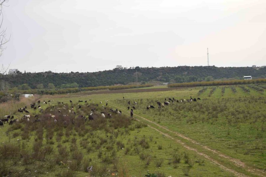 Keçilerini Otlatan Çobana Silahlı Saldırı: 1 Keçi Telef, 1 Keçi Yaralı