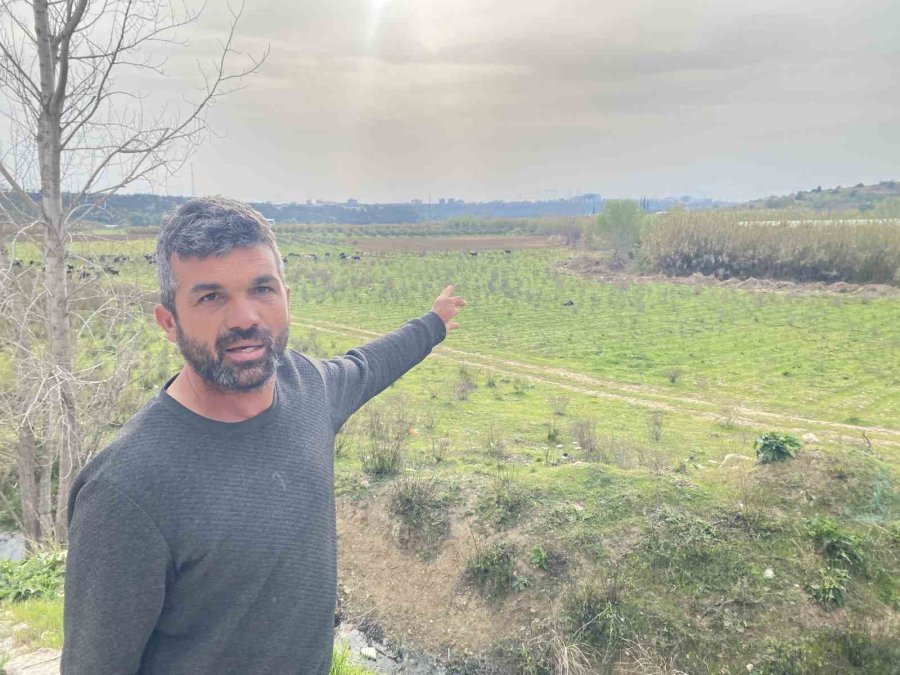 Keçilerini Otlatan Çobana Silahlı Saldırı: 1 Keçi Telef, 1 Keçi Yaralı