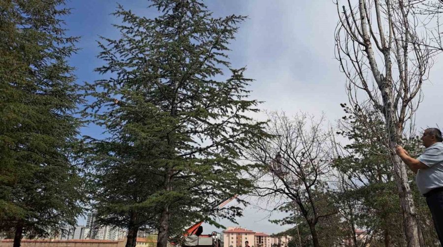 Ağaçta Kalan Kediyi İtfaiye Ekipleri Kurtardı