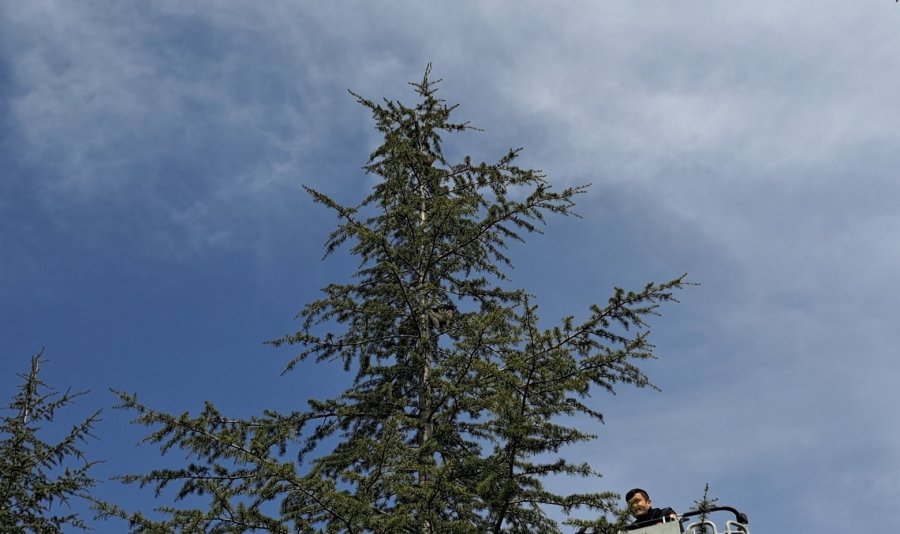 Ağaçta Kalan Kediyi İtfaiye Ekipleri Kurtardı