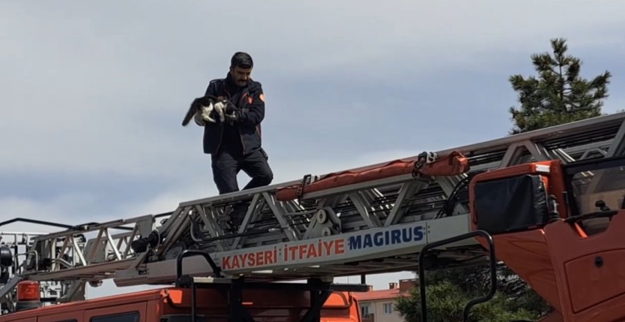 Ağaçta Kalan Kediyi İtfaiye Ekipleri Kurtardı