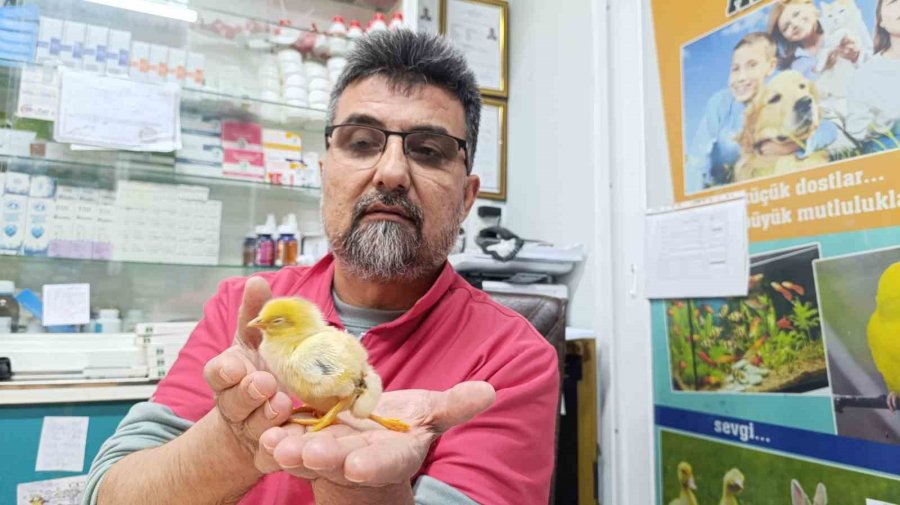 Üç Ayaklı Civciv Görenleri Hayrete Düşürdü