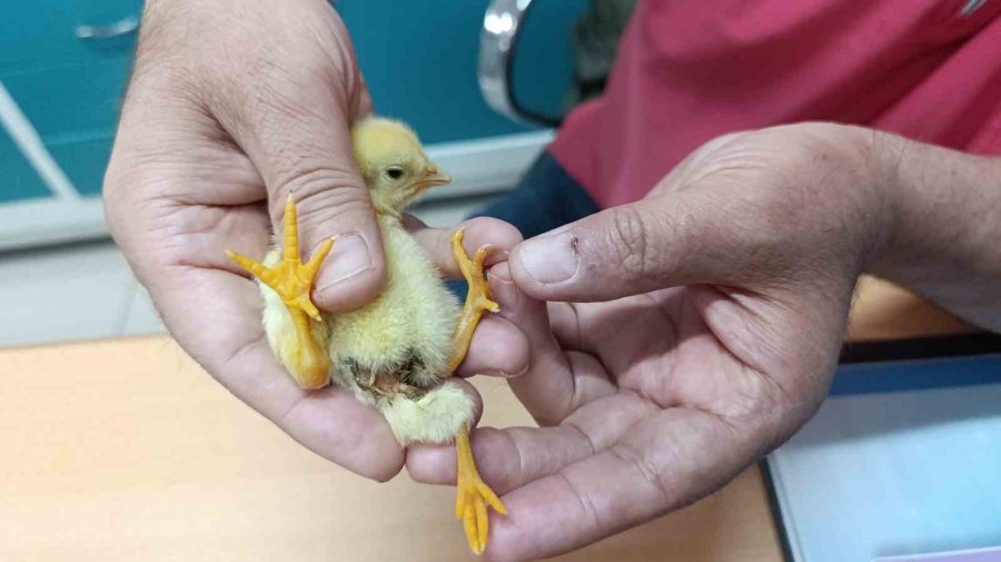 Üç Ayaklı Civciv Görenleri Hayrete Düşürdü