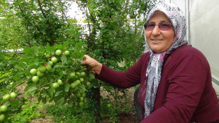 Hasada 8 Bin Tl İle Başlanan Erikte Fiyat 400 Tl’ye Kadar Düştü
