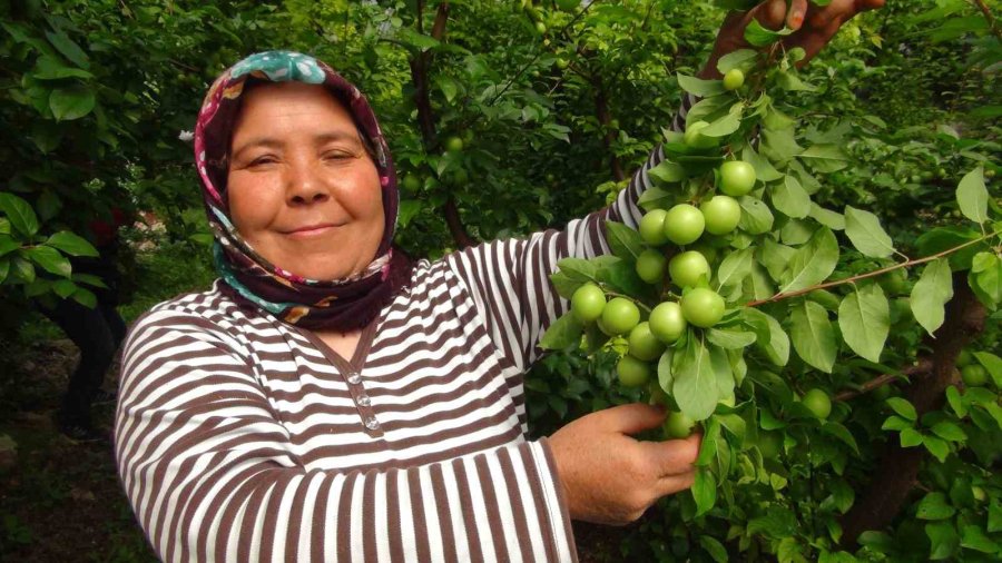 Hasada 8 Bin Tl İle Başlanan Erikte Fiyat 400 Tl’ye Kadar Düştü