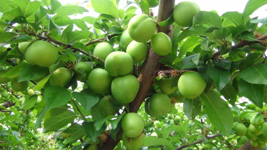 Hasada 8 Bin Tl İle Başlanan Erikte Fiyat 400 Tl’ye Kadar Düştü