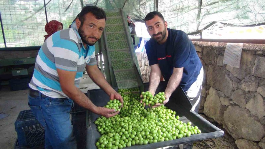 Hasada 8 Bin Tl İle Başlanan Erikte Fiyat 400 Tl’ye Kadar Düştü