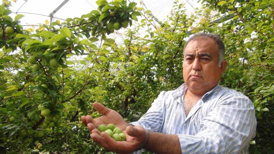 Hasada 8 Bin Tl İle Başlanan Erikte Fiyat 400 Tl’ye Kadar Düştü